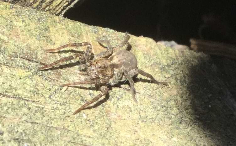 Photo of a small brown spider on a wooden post. The spider has two large eyes that are reflecting the sun back at the camera. To the sides of the spider's head, you can just about see two smaller pairs of eyes behind each large eye.