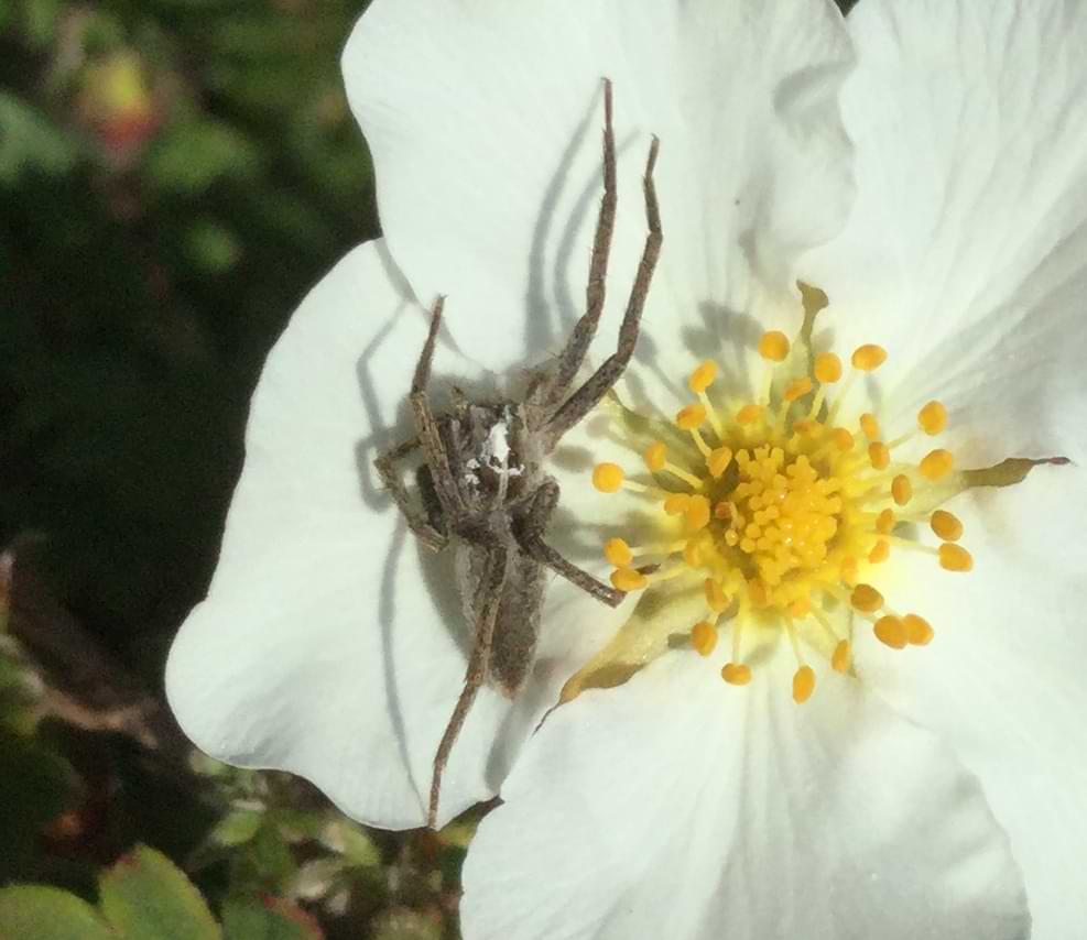 A woolly looking spider sitting on a white flower. It is almost completely brown apart from a white squiggle on its head. The spider's legs are tucked and curled up is a variety of strange directions making it look a bit mangled.