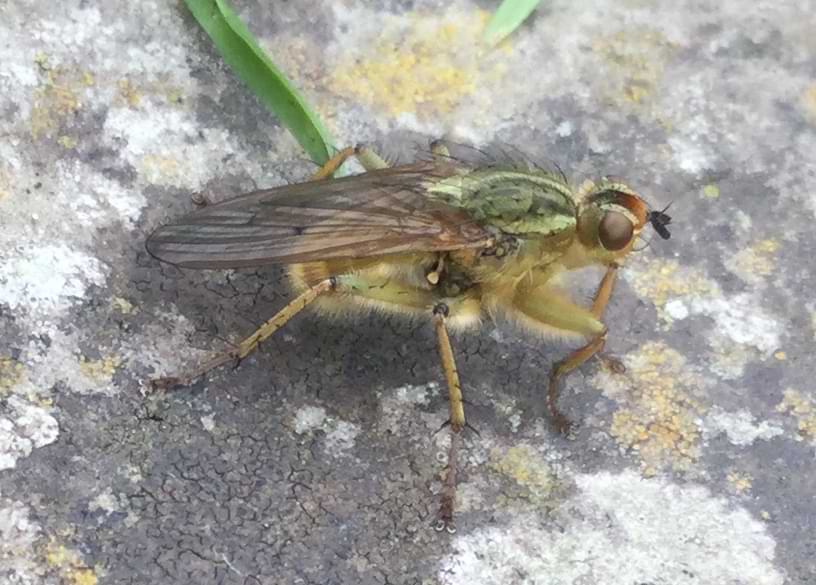 Close up photo of a fly. Its body is covered in golden yellow hairs and has thick dark spine on its legs. Running down the top of its head and back are stripes of colour ranging from light grey to dark brown.