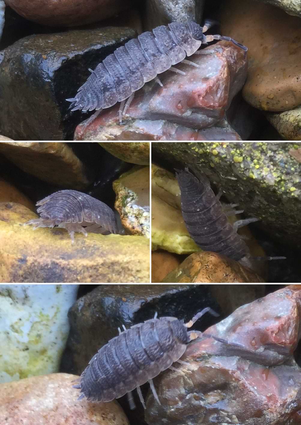 Photo collage of a pinkish-grey woodlouse climbing over some stones. The legs and underside of its body are very pale, looking almost transparent.