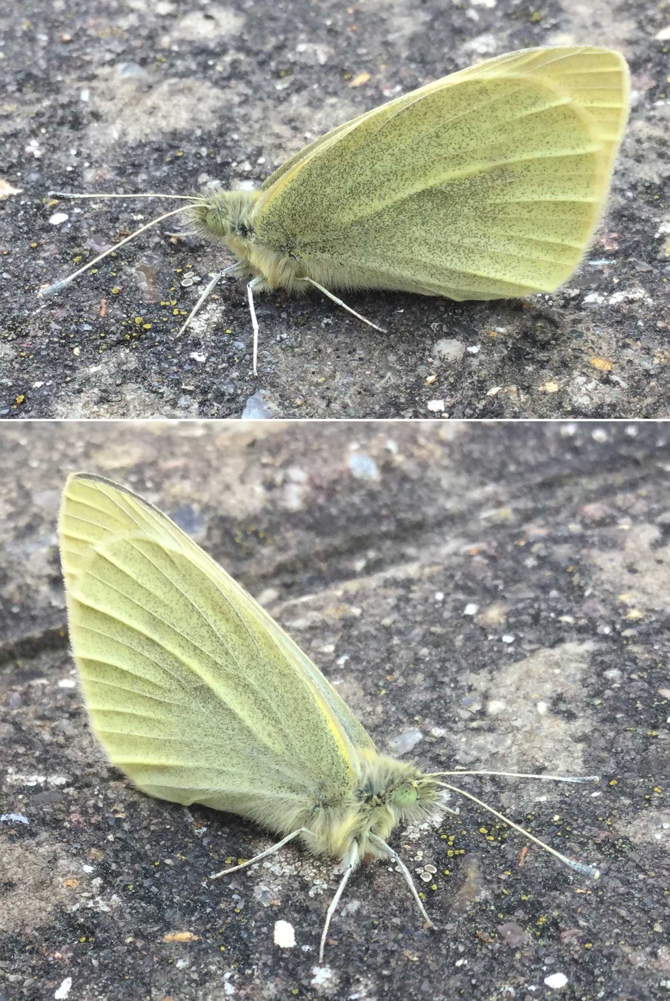 Two photos of a small fluffy moth resting on stone pavement. Its wings have ridges running down them and are patterned with lots of tiny pixel-like dots.