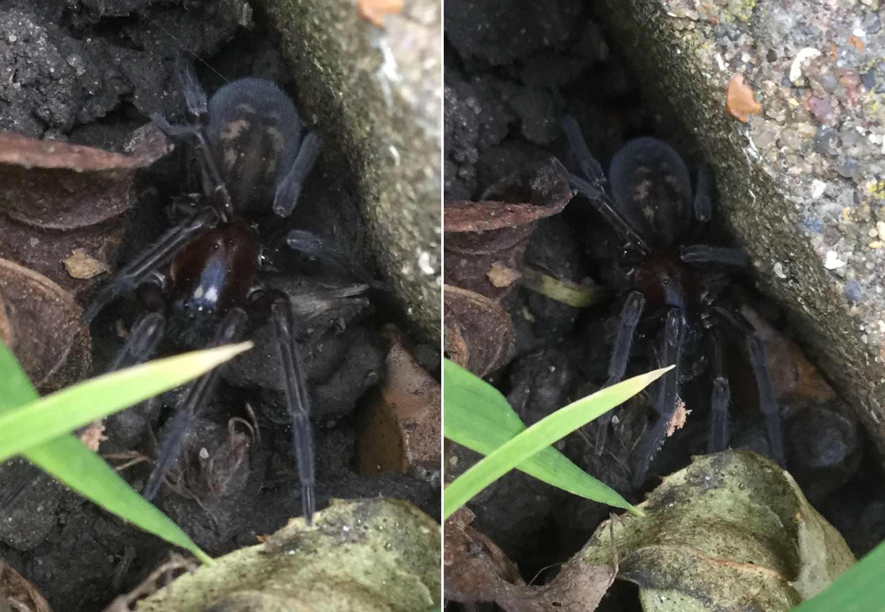 Two photos of a black spider surrounded by dead leaves, stones, and soil. It has thick legs and the hairs lining its abdomen look like dark-blue velvet.