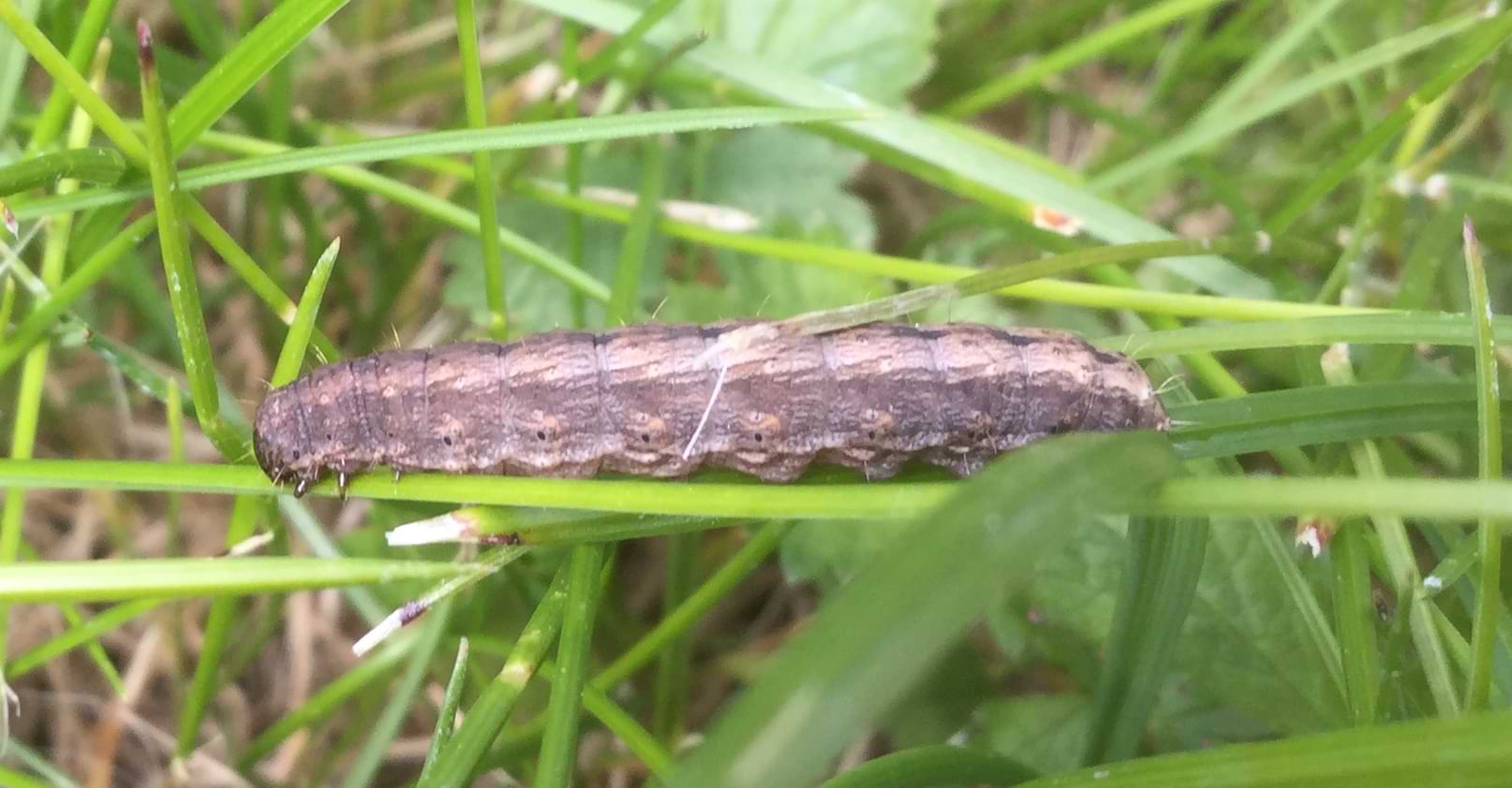 A small grey caterpillar crawling on blades of grass. It has a few tiny hairs all over its body and very small legs near its head.