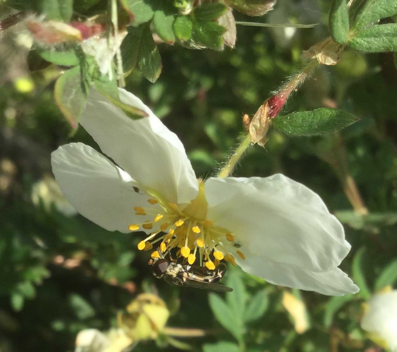A close up photo of white flower. Resting on the flower head is a large black hoverfly with lighter-coloured banding running across its body.