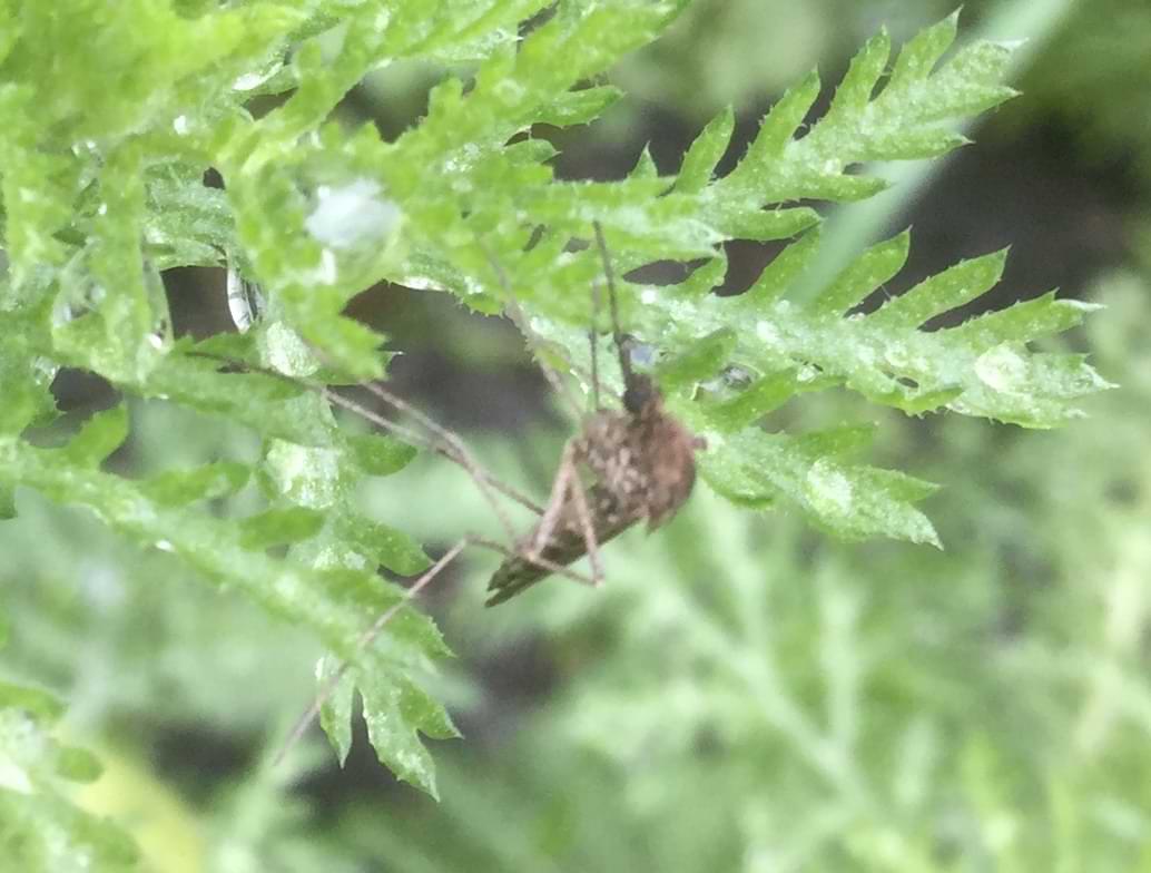 A blurry photo of a mosquito clinging to the leaves of a plant.