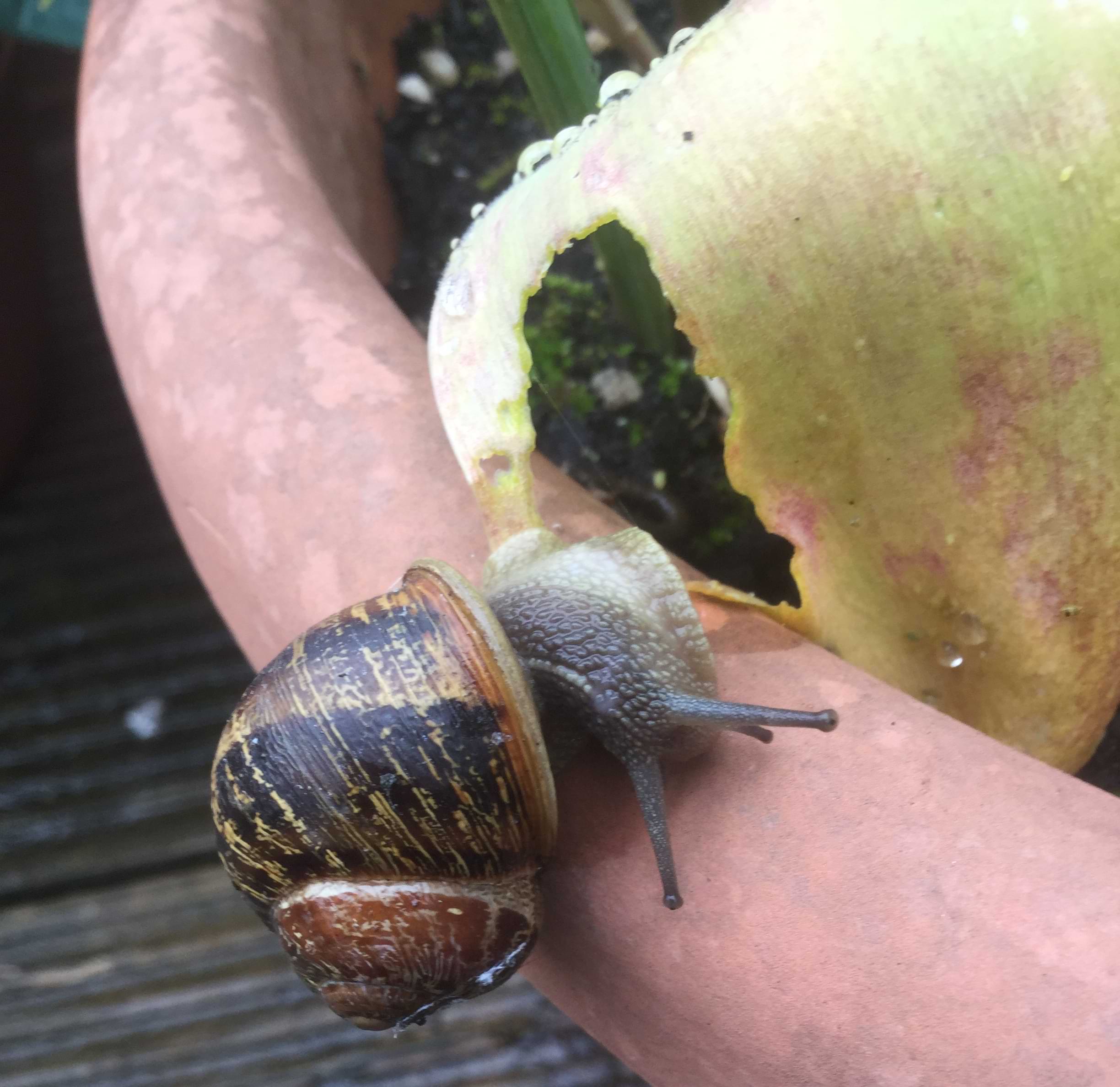 A common garden snail sitting on the edge of a plant pot. In the background you can see the leaf the snail has been eating. There is a large chunk missing on the left side.