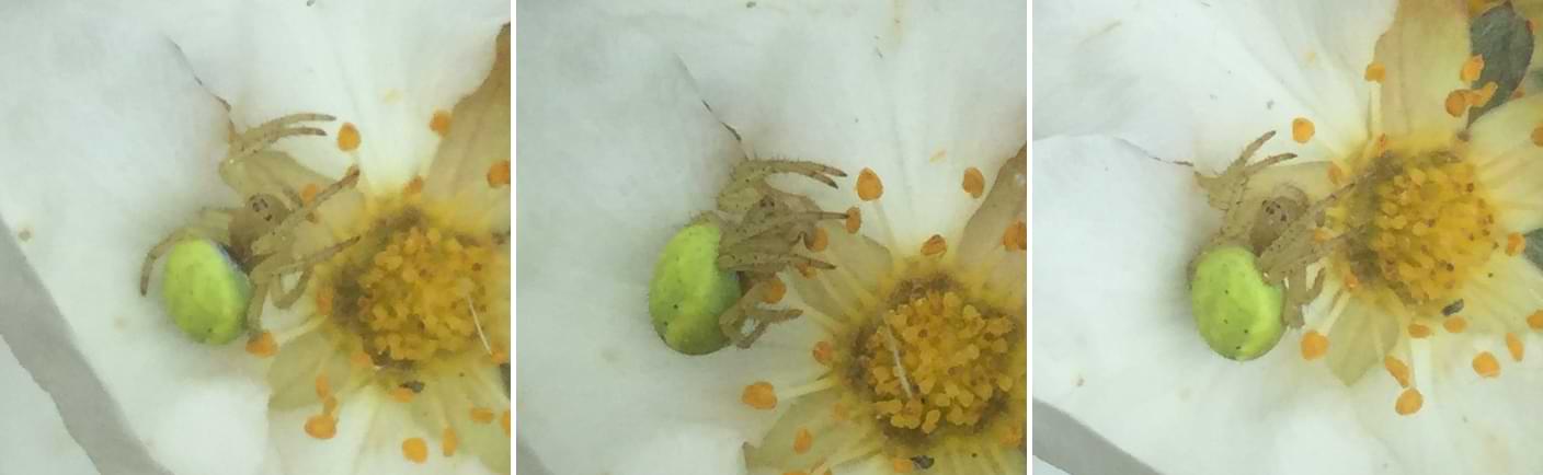 A small yellowish spider resting in the head of a white flower. It has two single eyes on the sides of its head and then two pairs of eyes in the middle.