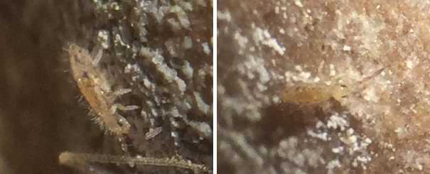 A very small and pale looking springtail. It's difficult to make out much detail but you can see two large eyes on the side of its head.