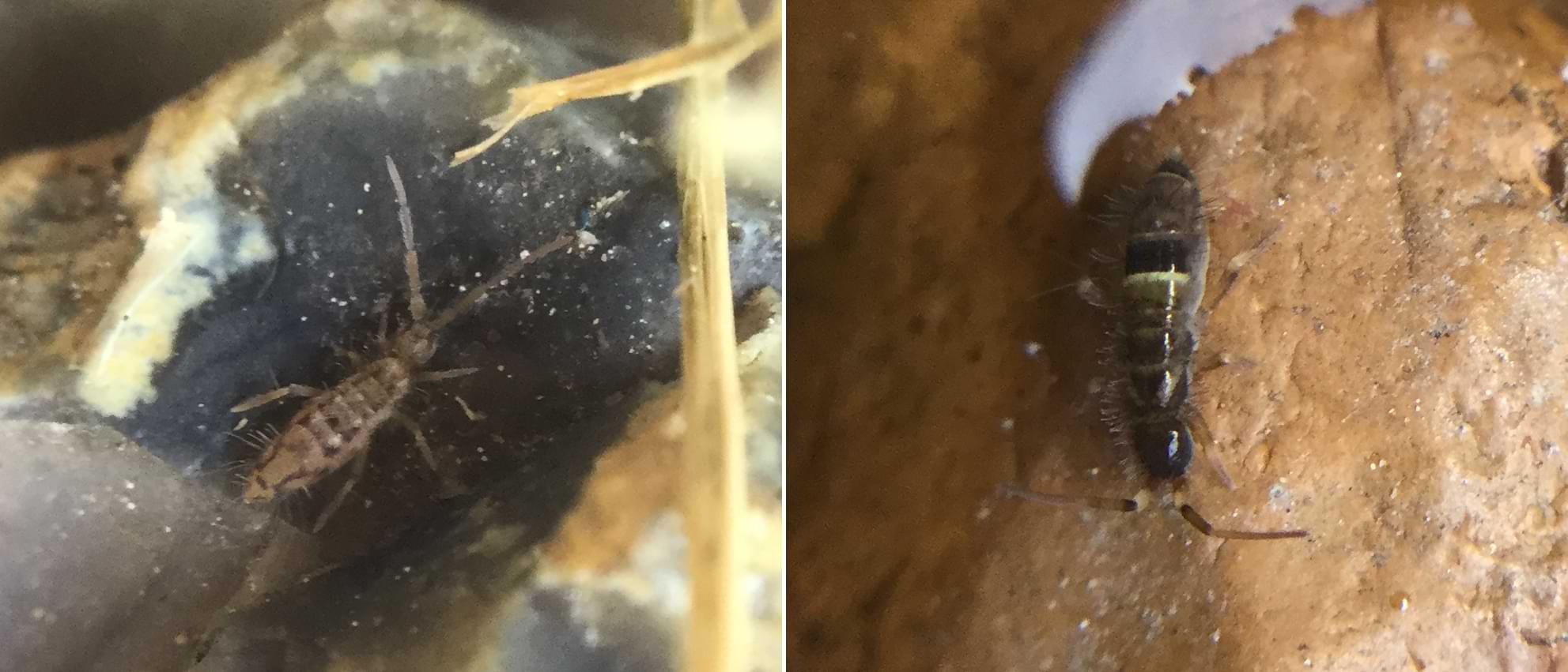 Close up photos of two different species of springtail. The photo of Orchesella cincta shows a clearer look at its colourful banding and also the hairs lining its body. The other photo shows a small grey coloured springtail with dark triangular markings on its segmented thorax.