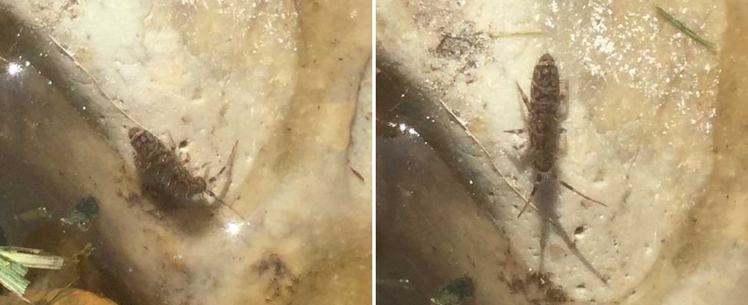 Two photos of a similar looking springtail species. This species has less colourful banding and is covered in lots of thick hairs.