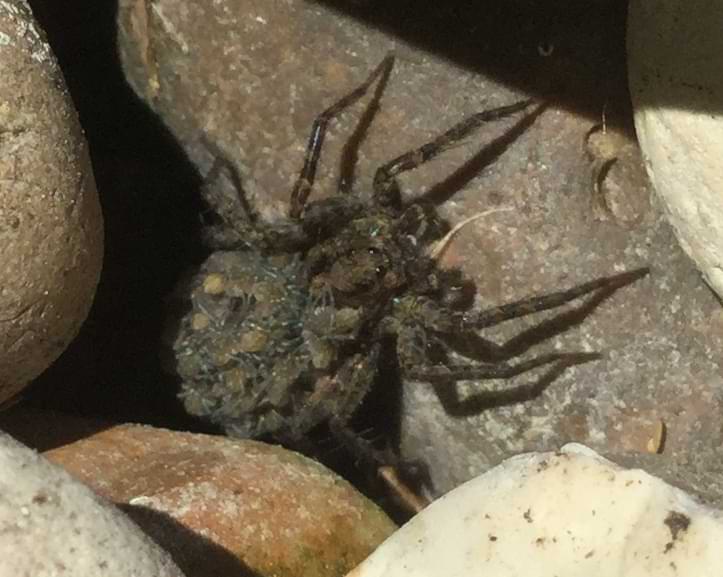 Bird's eye view of the same wolf spider. The clump of spiderlings covers her entire abdomen and some parts of her head.