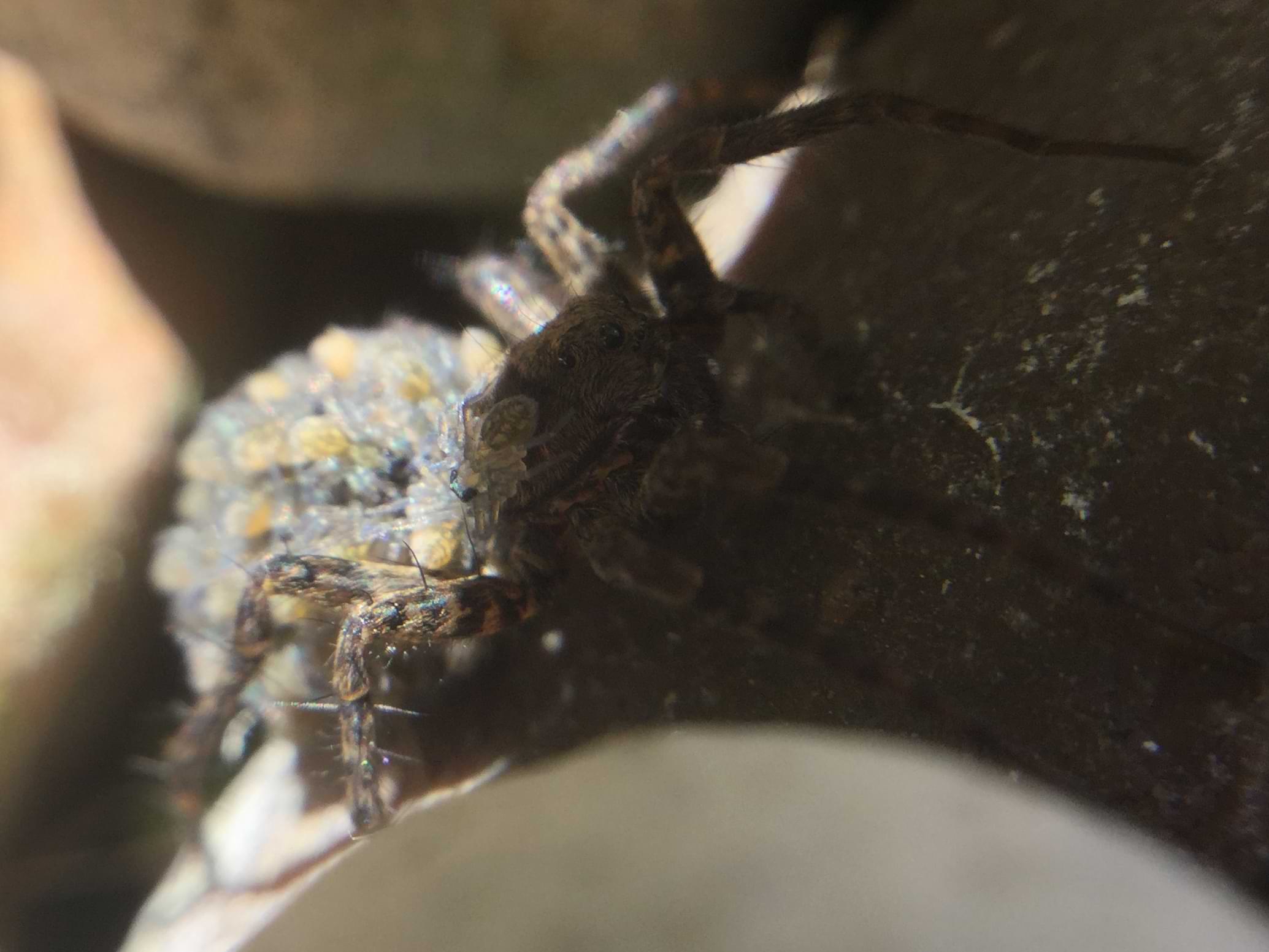 Close up photo of the wolf spider's head. Of note here is the single spiderling clinging to the side of her body. It has two large visible eyes and a light brown abdomen with a symmetrical pattern of white markings on it.