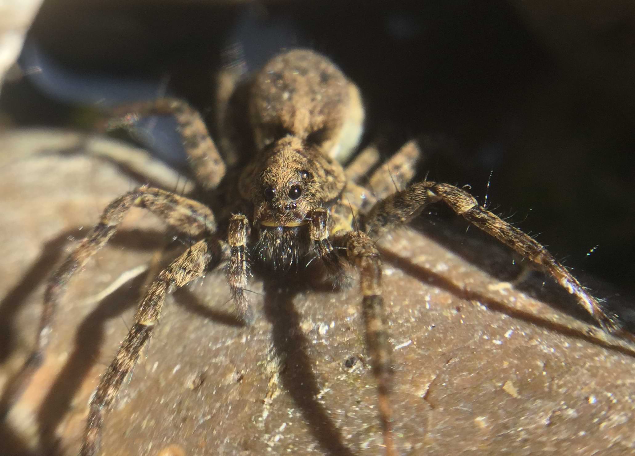 Close up photo of a large, light-brown spider. The spider is facing the camera and has two big eyes on the side of its head, another two big eyes looking forward, and four smaller eyes positioned underneath those. The spider's legs and palps have lots of long thick spines on them.
