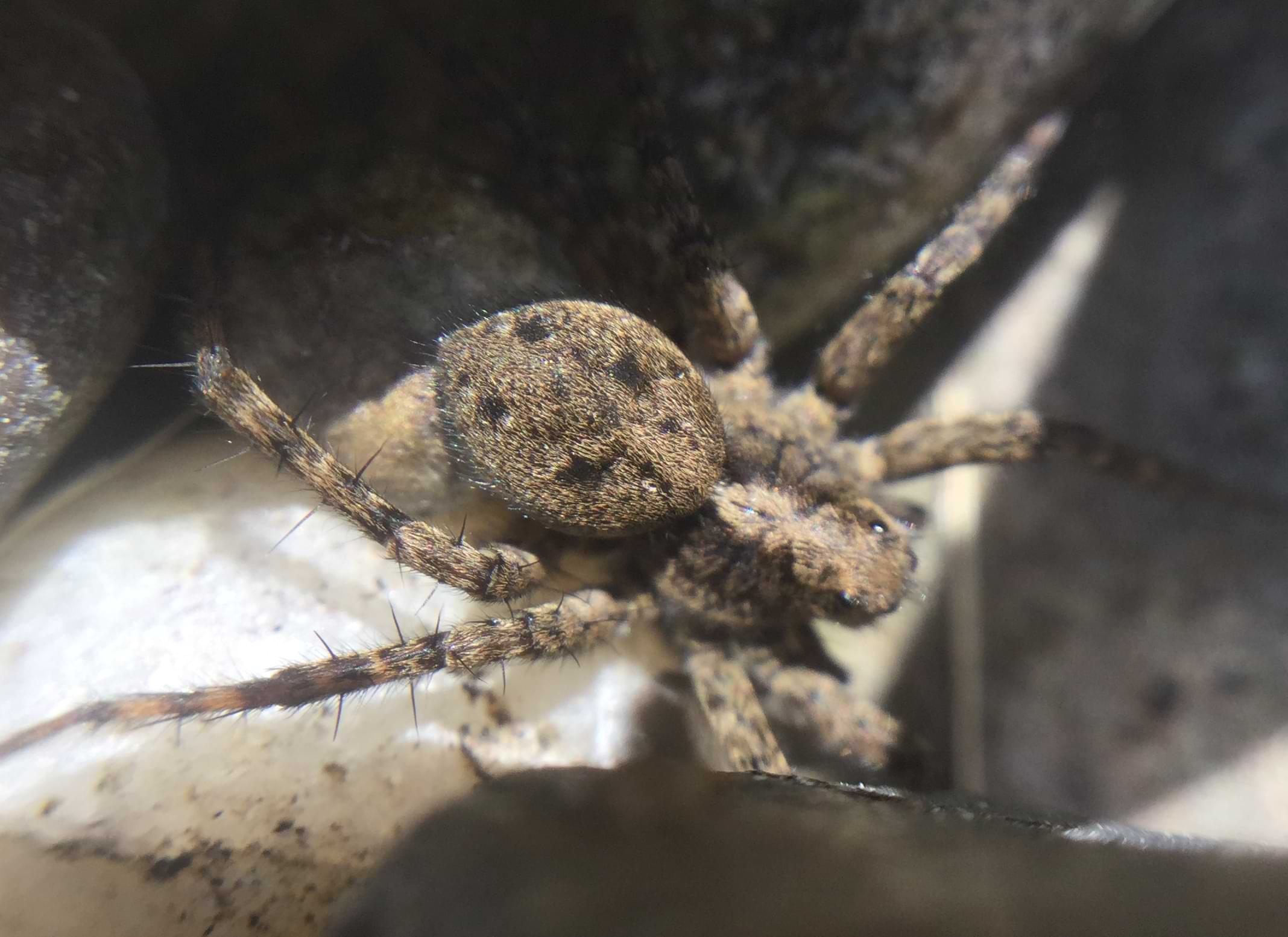 A bird's-eye view of the same spider. There are four darker patches of fur on the top of her abdomen.