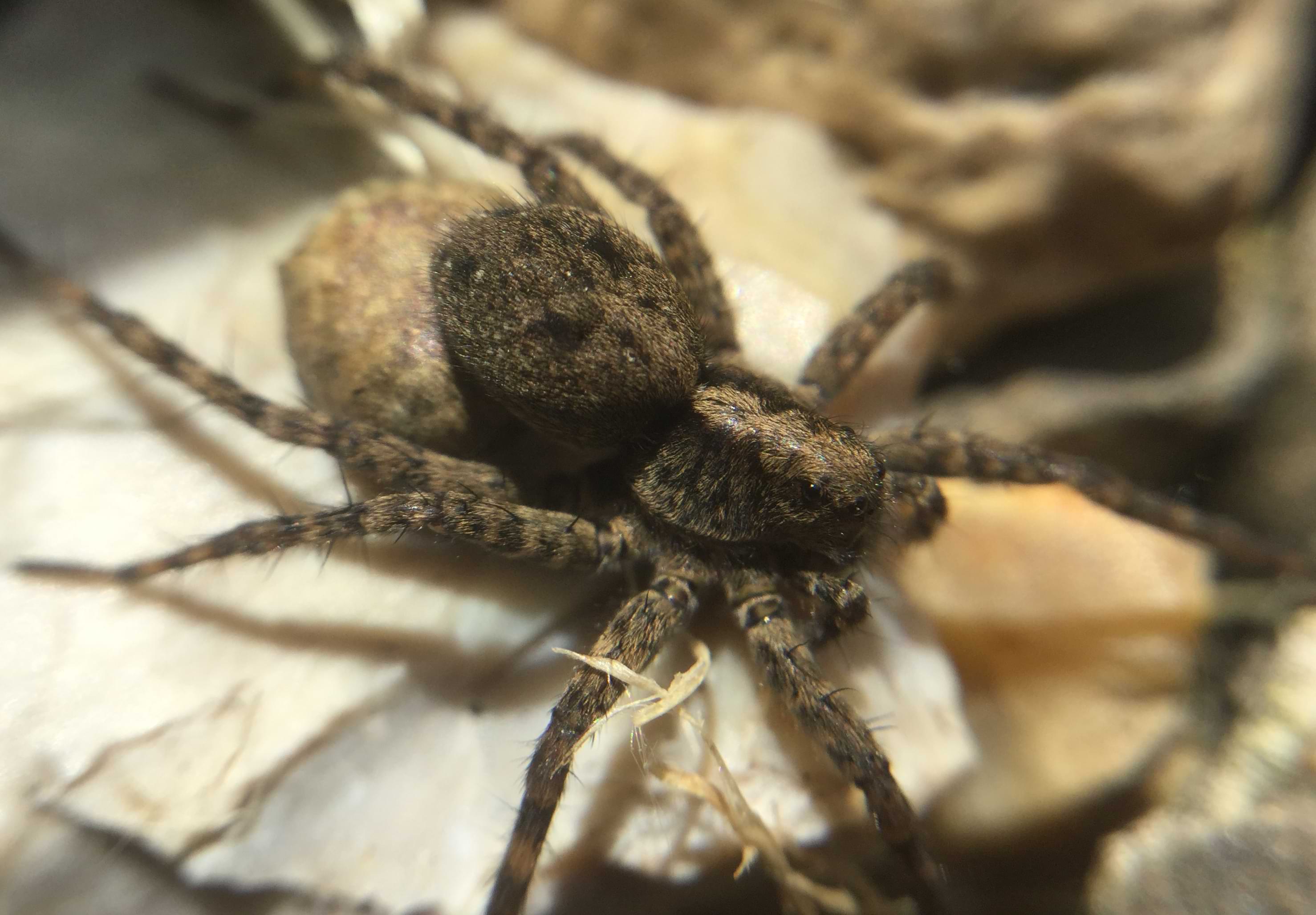 Close up photo of a large, light-brown spider. It has two big eyes on the side of its head, another two big eyes looking forward, and four smaller eyes positioned underneath those. The spider's legs and palps have lots of long thick spines on them.