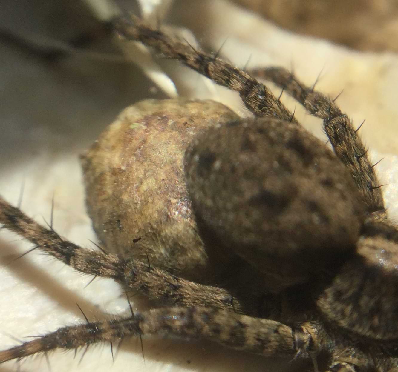 Close-up image of the spider's abdomen, which is holding onto a large round egg sac. The egg sac is a much lighter colour than spider but has patches of darker brown colouration on its surface.