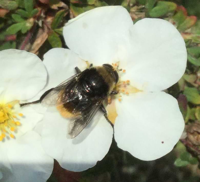 A fly that closely resembles a bumblebee sitting on a white flower head. Its eyes are large and curve around the head in a dome-like shape.