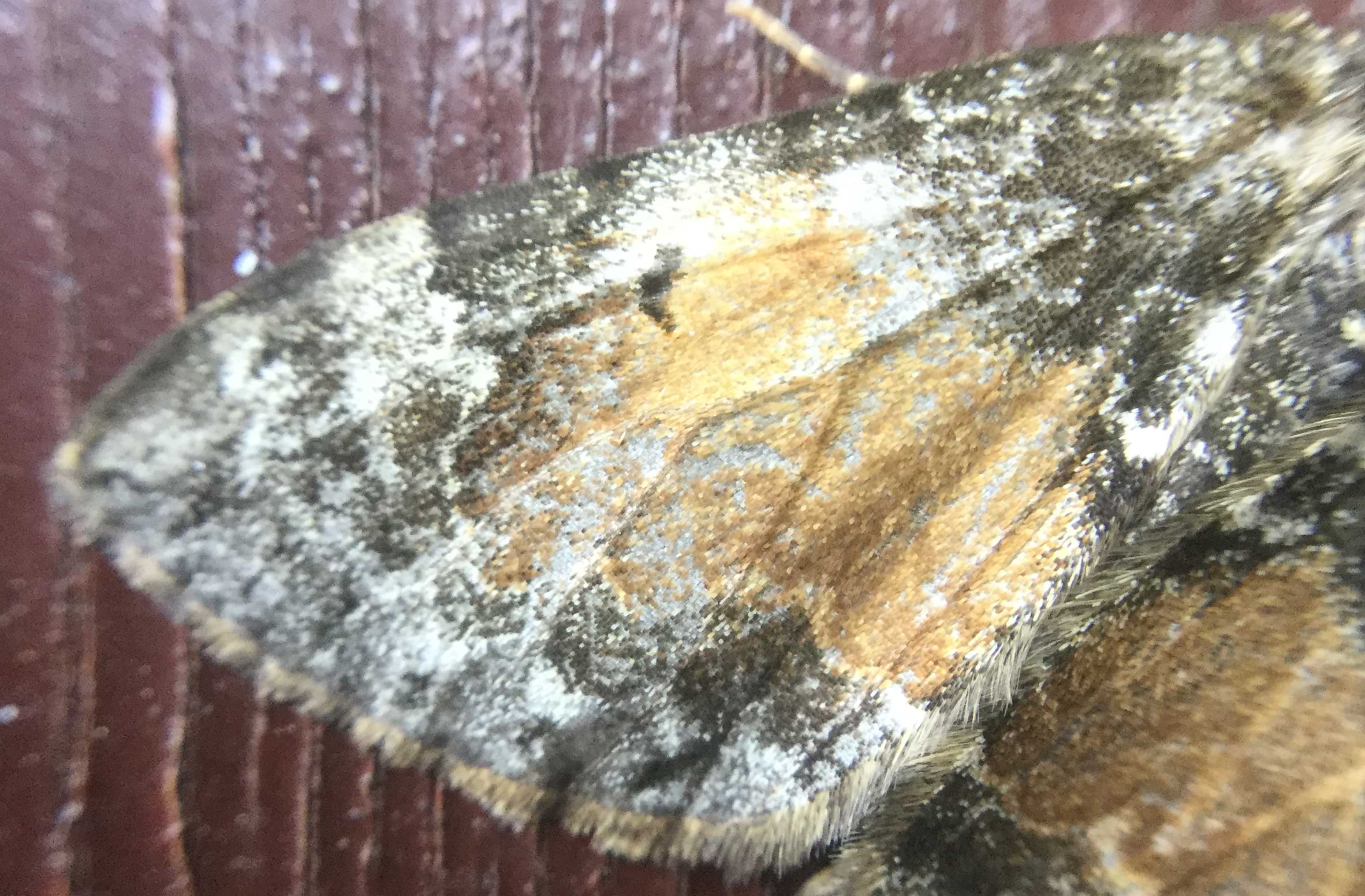 Image of the previous moth's wing. It is patterned with large patches of brown, white, and orange, and has fine hairs running around the edges.