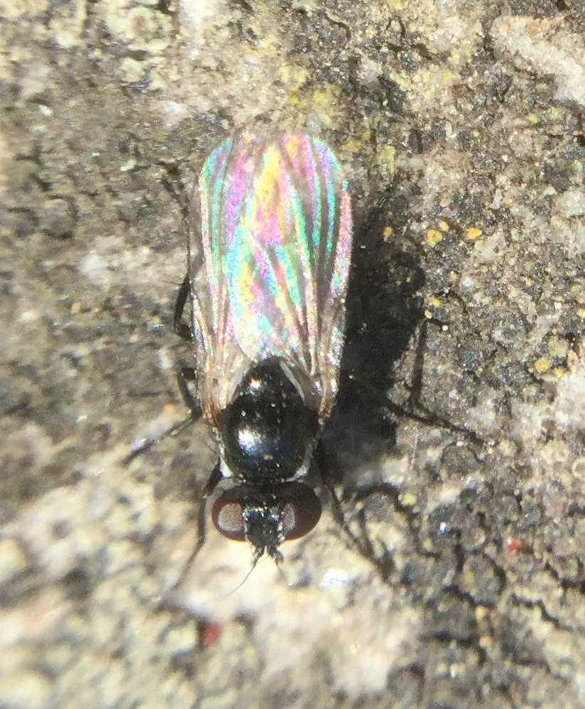 A tiny fly with iridescent wings.