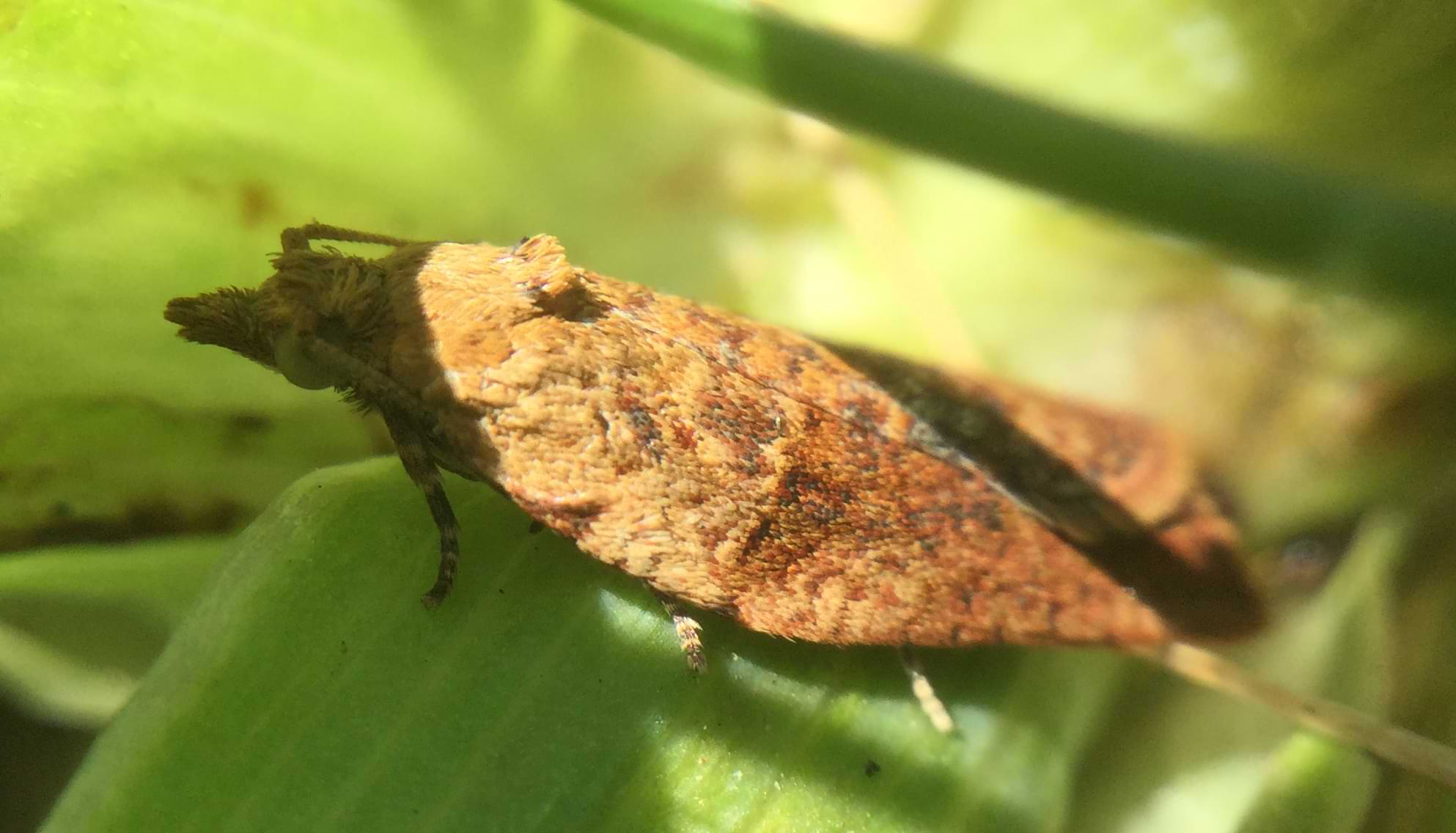 Close up of a small orange and brown moth sitting on a plant. Its wings are made up of tiny oval shaped scales.