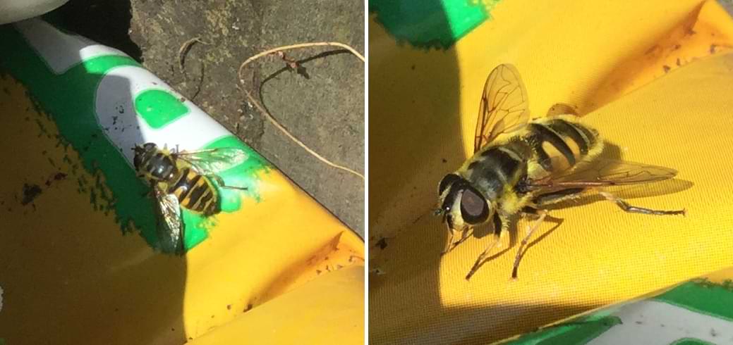A large hoverfly sitting on a bag of compost. The pattern on its abdomen makes it look like a common yellow and black wasp.