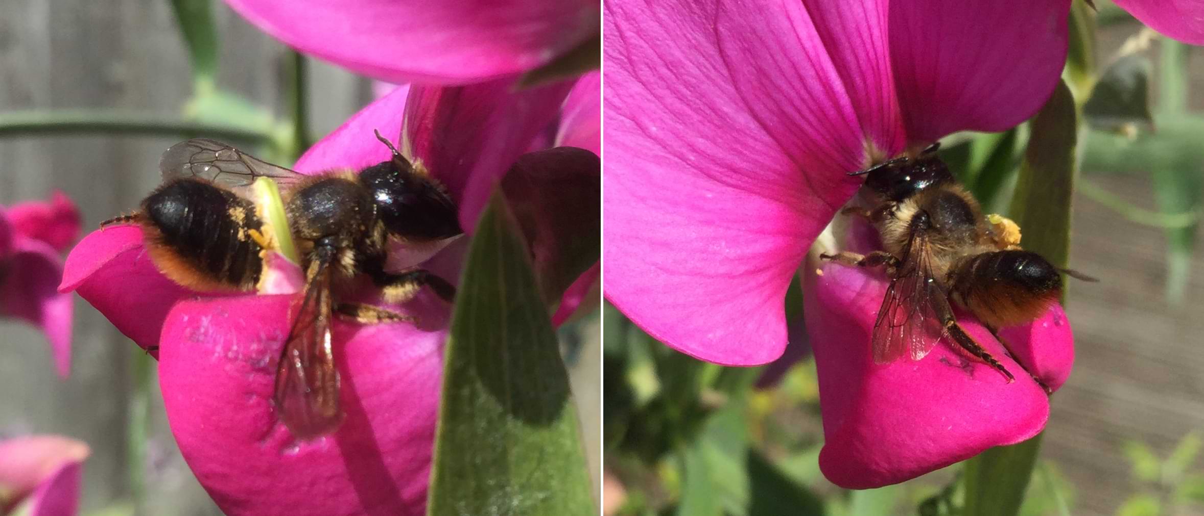 A bee feeding from a pink flower. One of the flower's curved stamen is brushing pollen onto the bee's back.