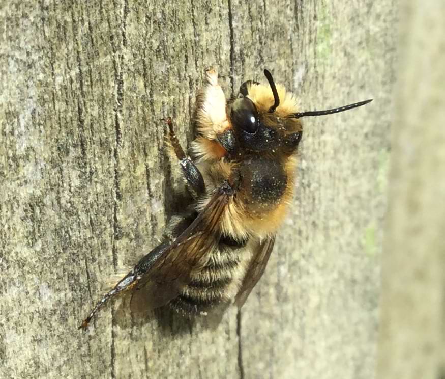 Close-up photo of a light-yellow bee. Its two front legs are extremely fluffy.