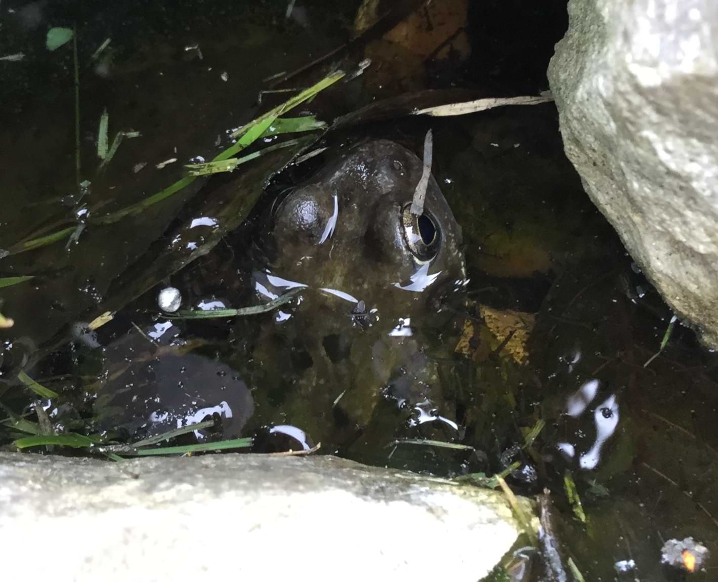 Photo of a dark green frog poking its head out of a pool of water.