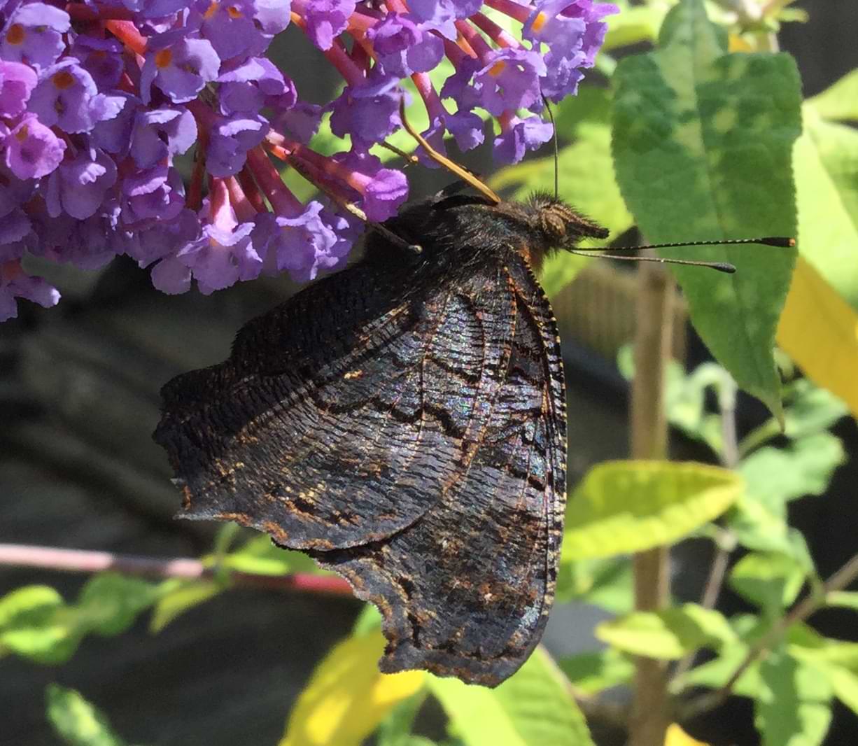 A butterfly feeding from some lilac-coloured flowers. The butterfly's wings are mostly black with a few patches of yellow, and has dark wavy lines running across them.