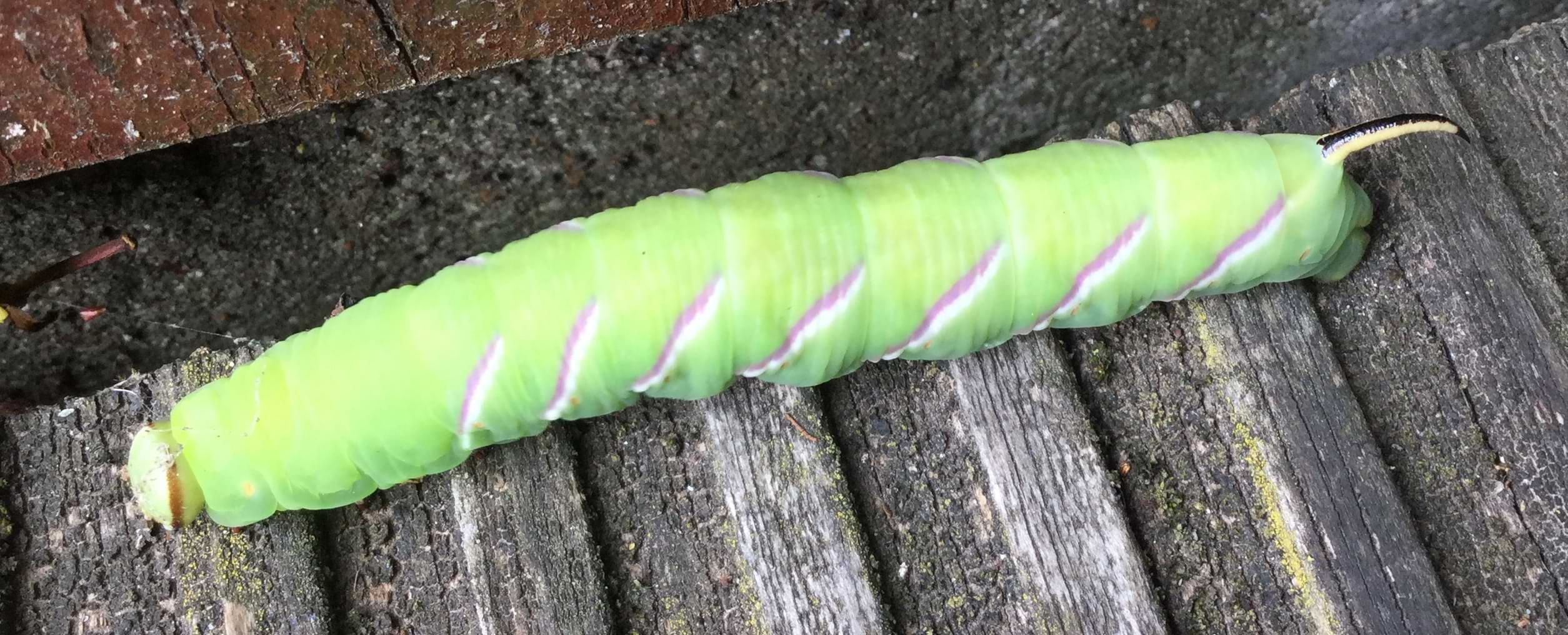 A bright green caterpillar with pink and white stripes running up its side and a sharp point at the end of its body.