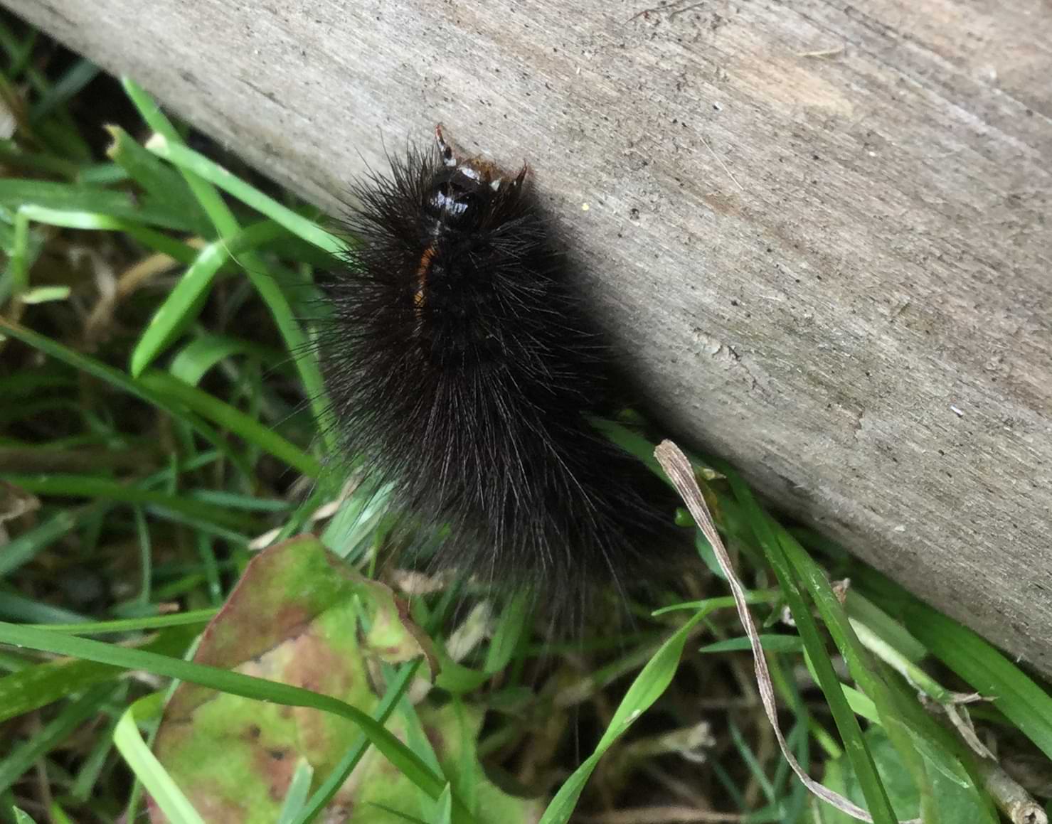 A very hairy black caterpillar crawling up a log. Just barely visible is its head which has two pin-like legs at the front.