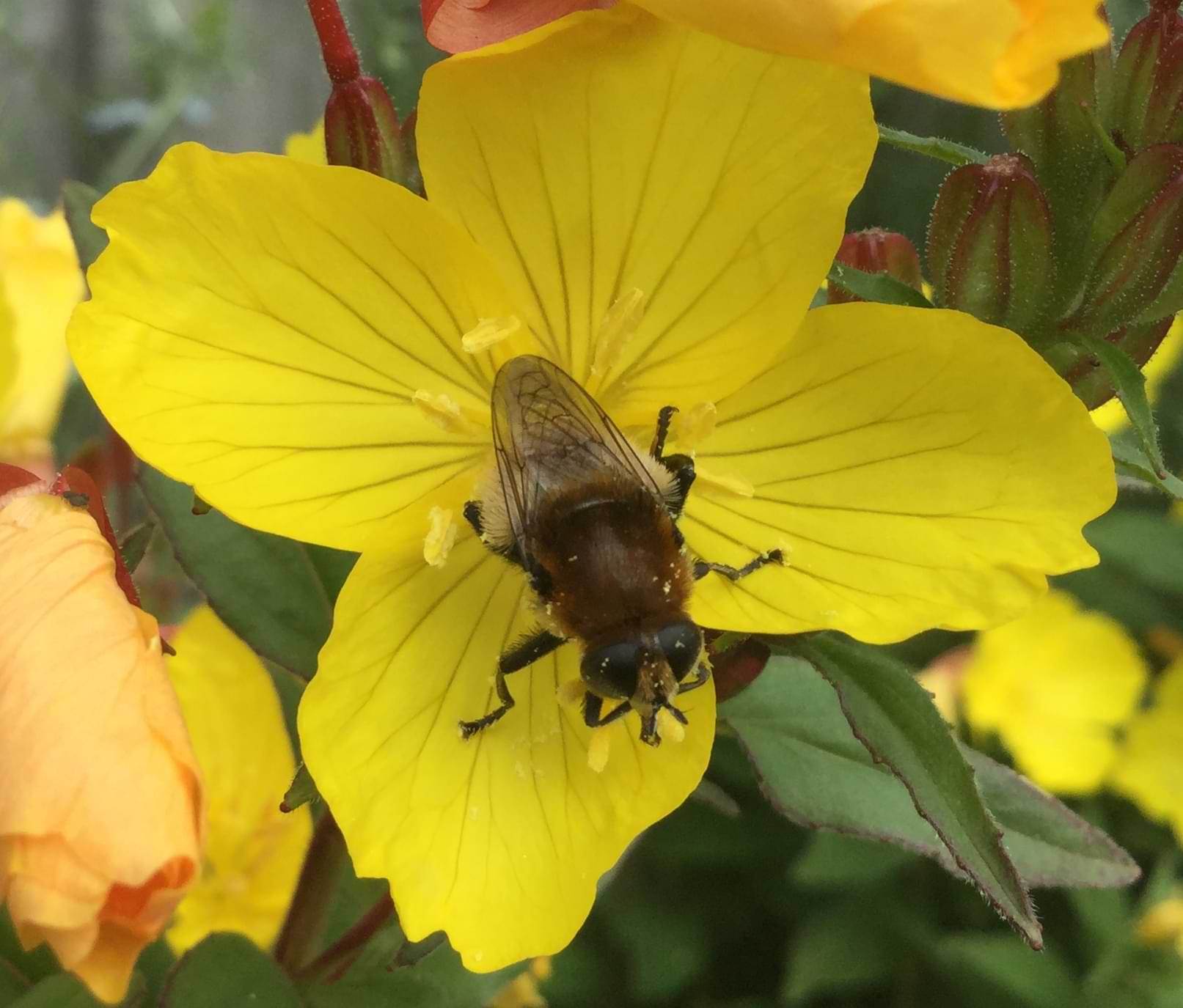 A bee-like fly sitting on a yellow flower. Tiny flecks of pollen are stuck to its face and body.