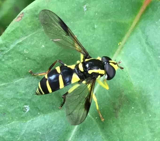 A hoverfly that look very striking due to the contrast between its bright yellow and deep black colouration.