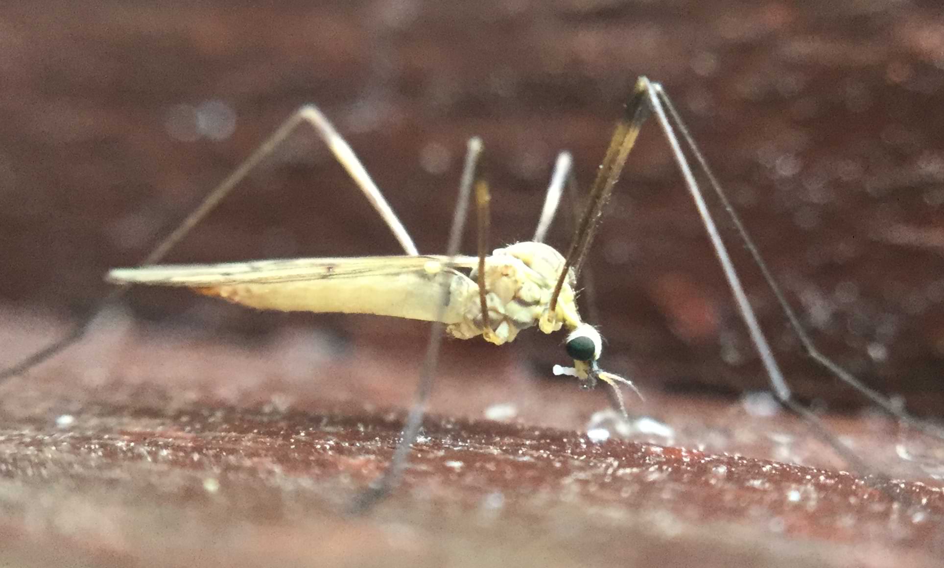Close-up of a small whiteish crane fly. It has long spindly legs and a small head with large eyes.