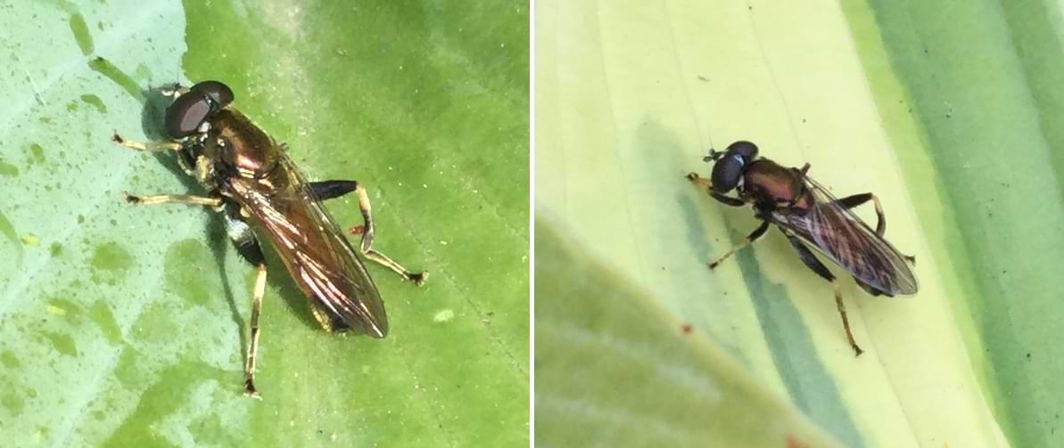Two photos of a shiny metallic fly with stripy banded legs.