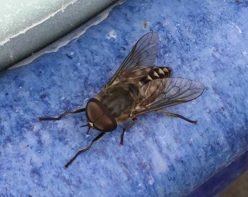A brown horsefly resting on the edge of a blue bowl. Its eyes meet in the middle covering its entire head, and it has a dark-brown abdomen lined with pale-yellow triangular markings.