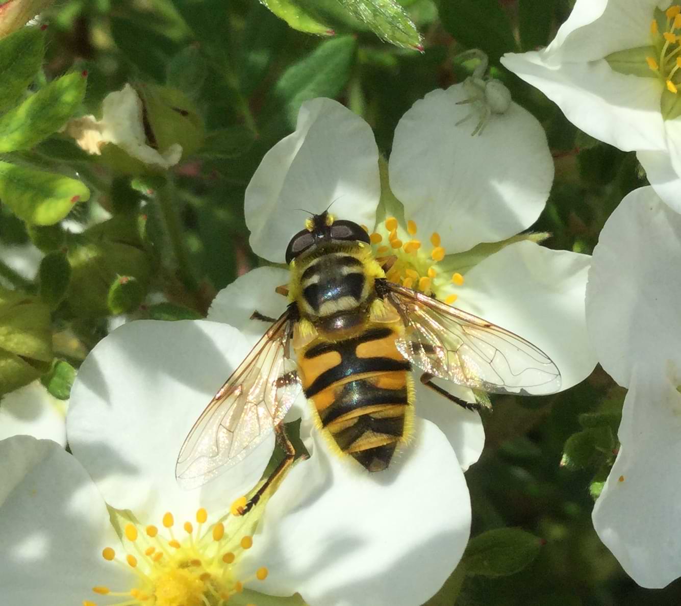A large golden yellow hoverfly resting on a white flower. A white crab spider hides on the edge of a petal and looks tiny by comparison.