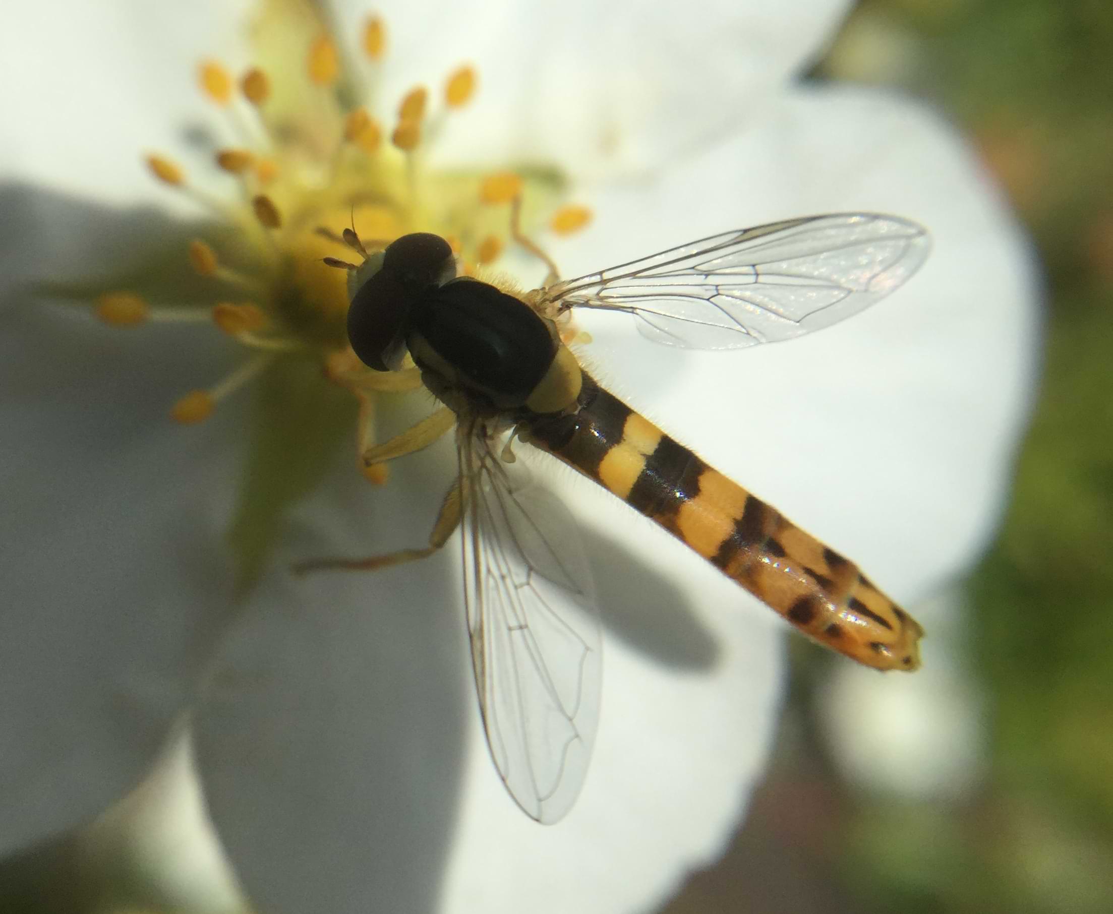 A small yellow and black hoverfly with a long abdomen.