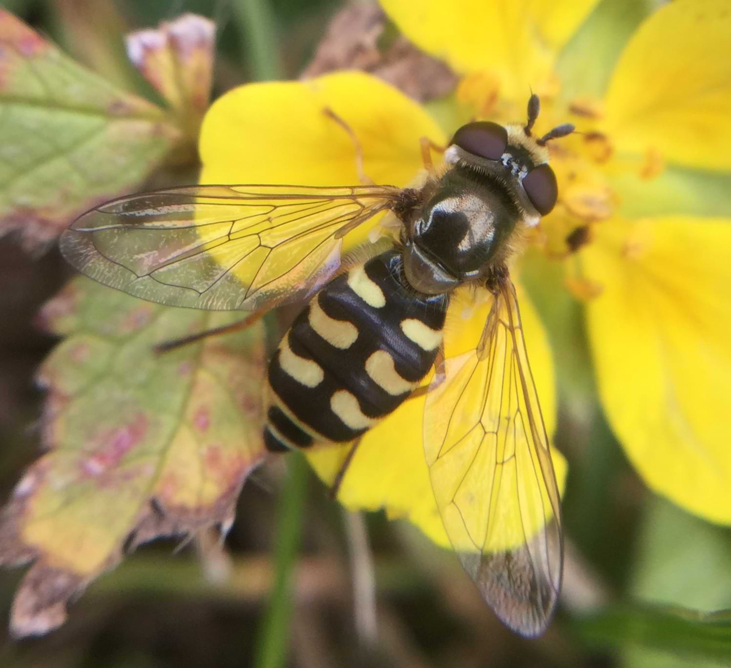 A small hoverfly feeding on a yellow flower. The fly's abdomen is mostly black but is lined with yellow shapes that resemble a comma.