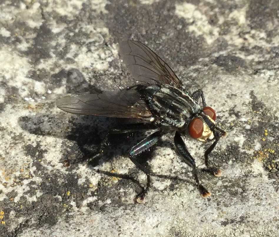 A black fly with red eyes. It has white chequerboard markings on its thorax and abdomen.