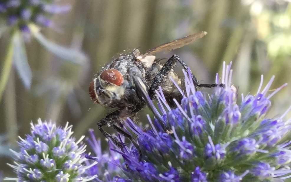 Another black fly, this time feeding from a blue thistle. Pollen has gotten stuck all over the bug.