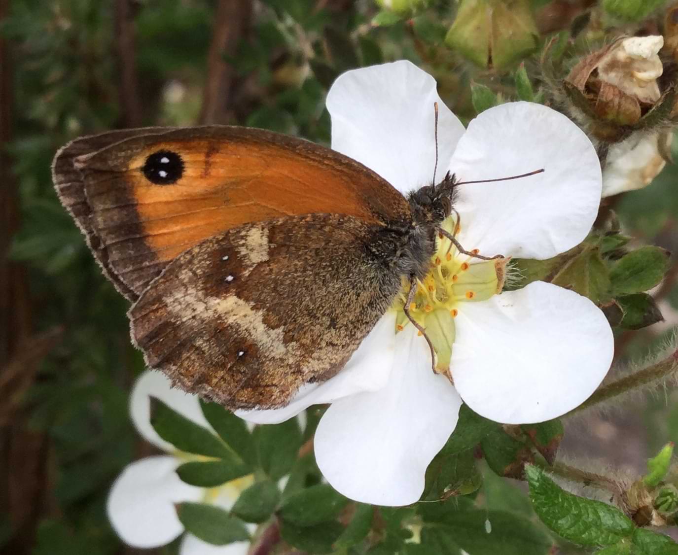 A butterfly resting on a white flower. Its underwings are brown with a few white spots on them, and its forewings are a rich orange colour with one large black eyespot, which has two white dots for pupils.