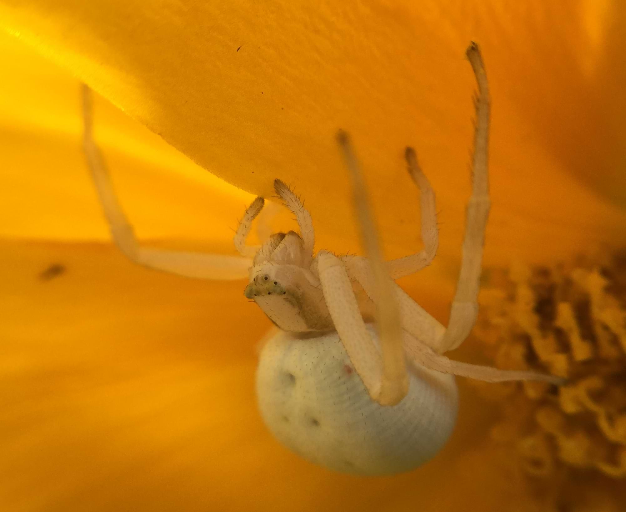 A big white spider with long legs and a huge abdomen. Its body is covered in small hairs and has brown stripes running down the side of its cephalothorax.