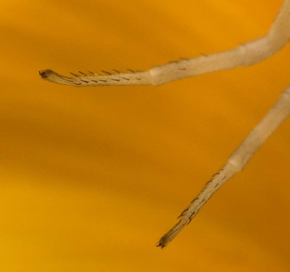 Photo of the spider's legs.