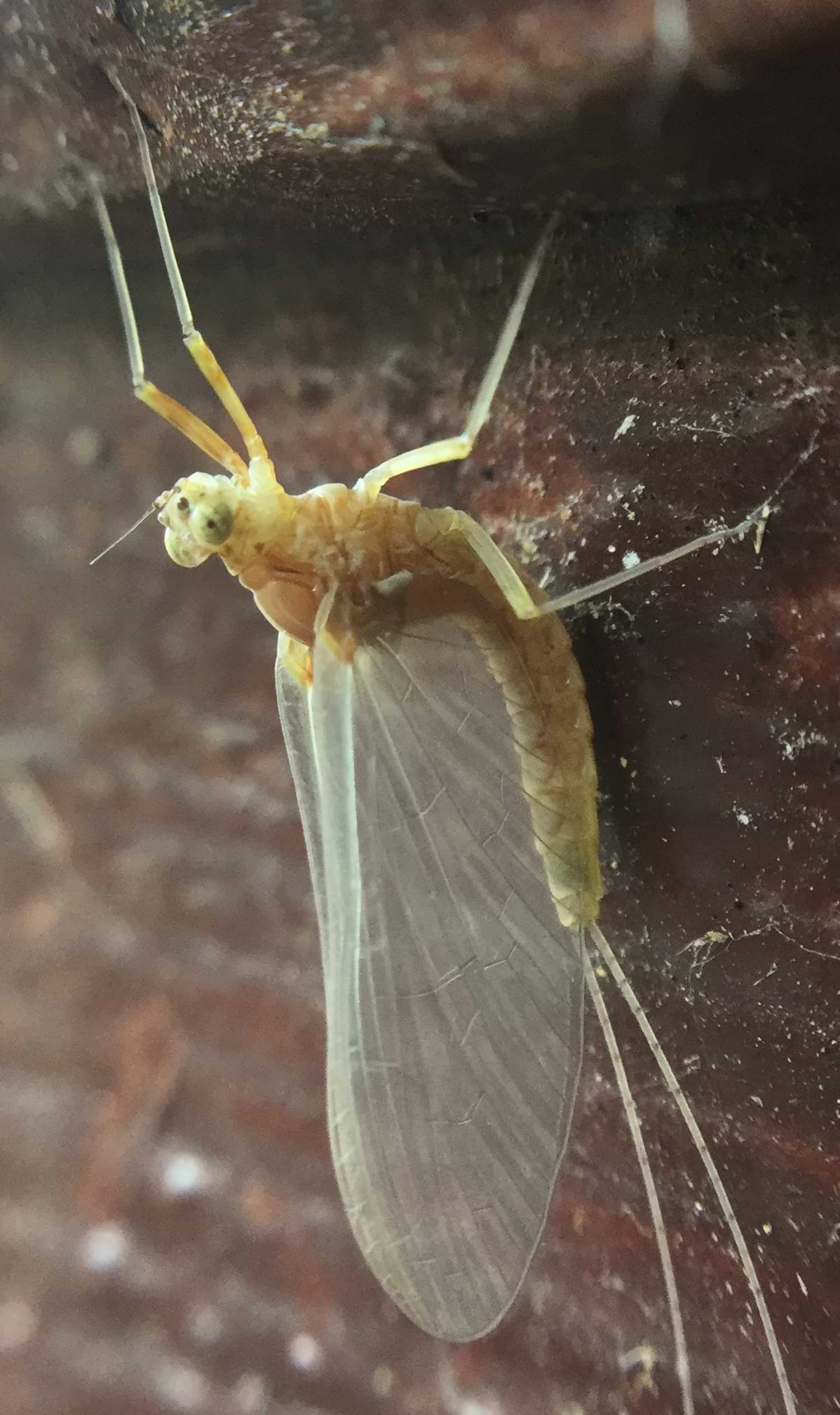 A green mayfly with large transparent wings resting upside down on a wall.