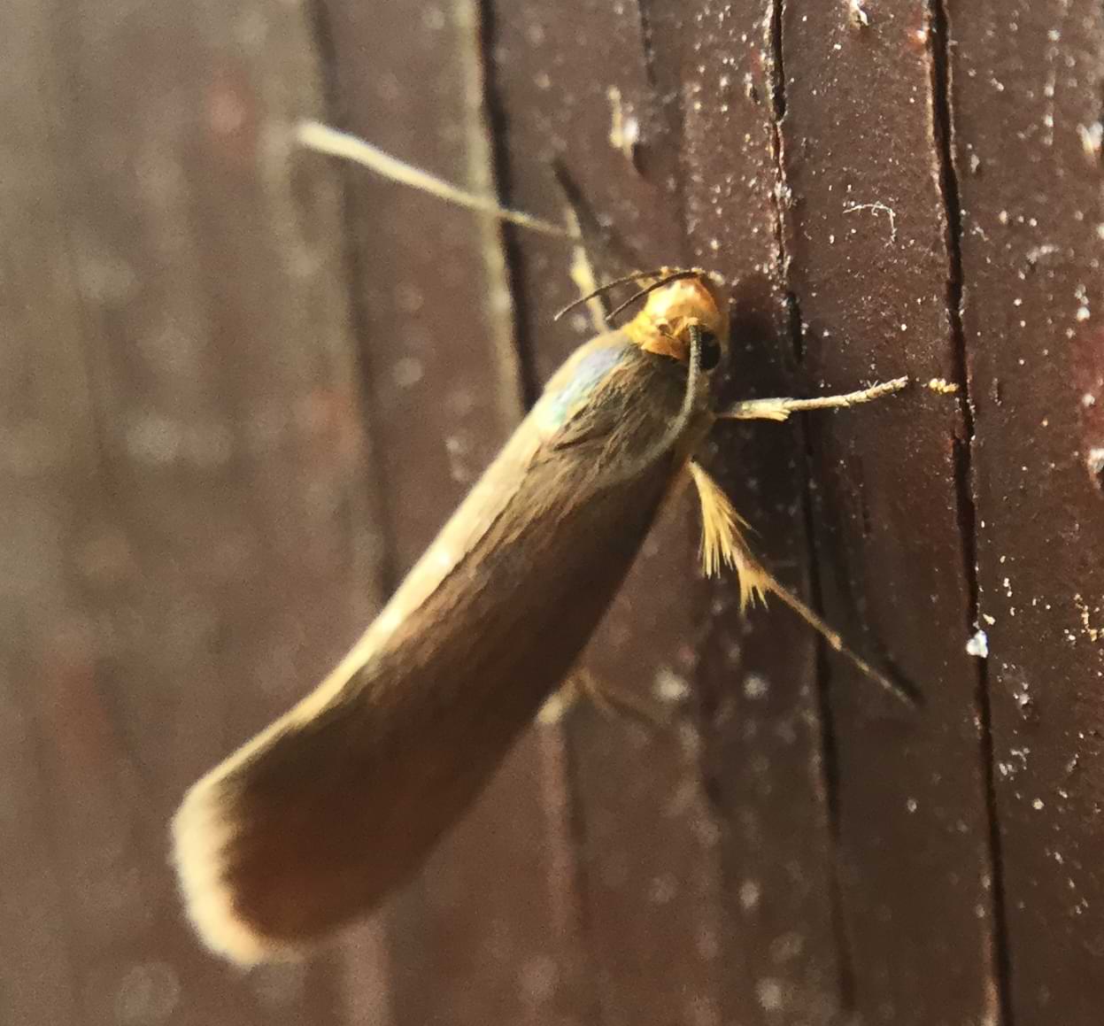A small moth with a yellow head and brown wings. The wings are held closely together in a kind of pod shape.
