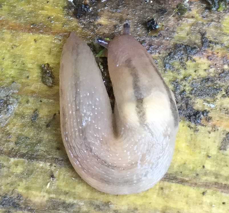 A pinkish slug with light-brown stripes running down its body. The slug is fairly transparent, so just past the head you can see solid white shapes underneath its skin.