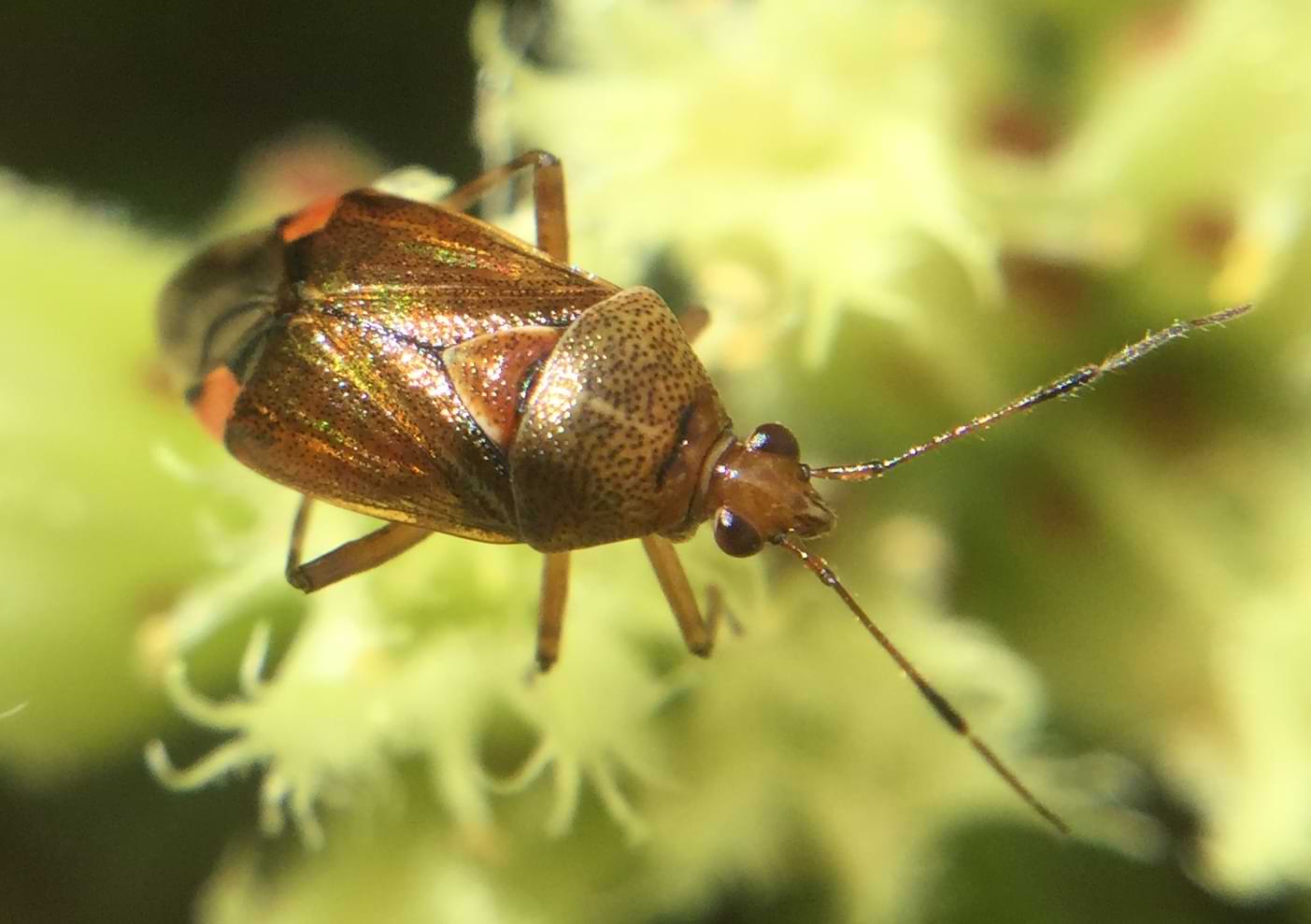 A bronze coloured bug with a very shiny body. It has a small head with two thin antennae and two round black eyes that are reflecting sunlight back at the camera.