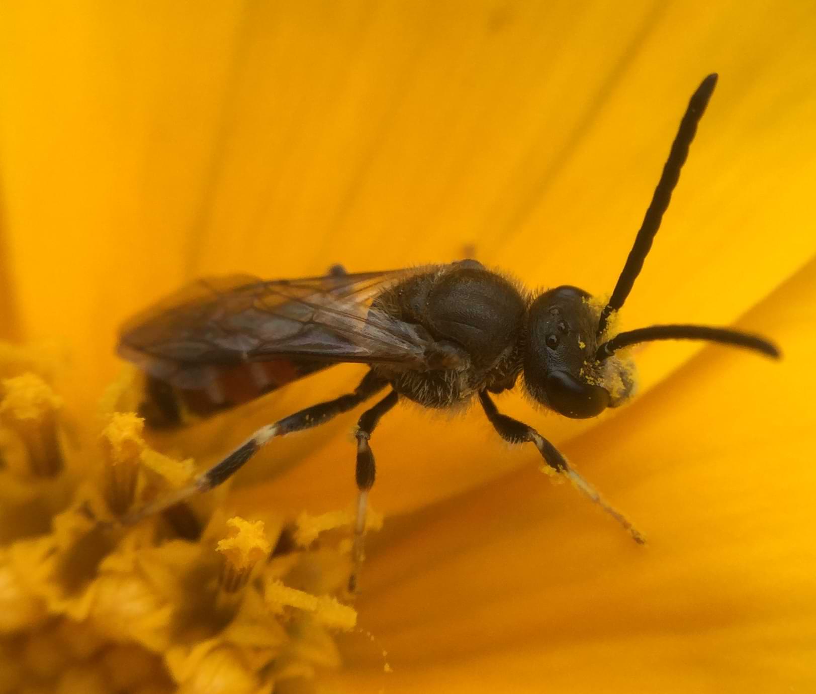 Close up photo of a tiny wasp. It is mostly black in colour and has lots of yellow pollen stuck to its face and forelegs.