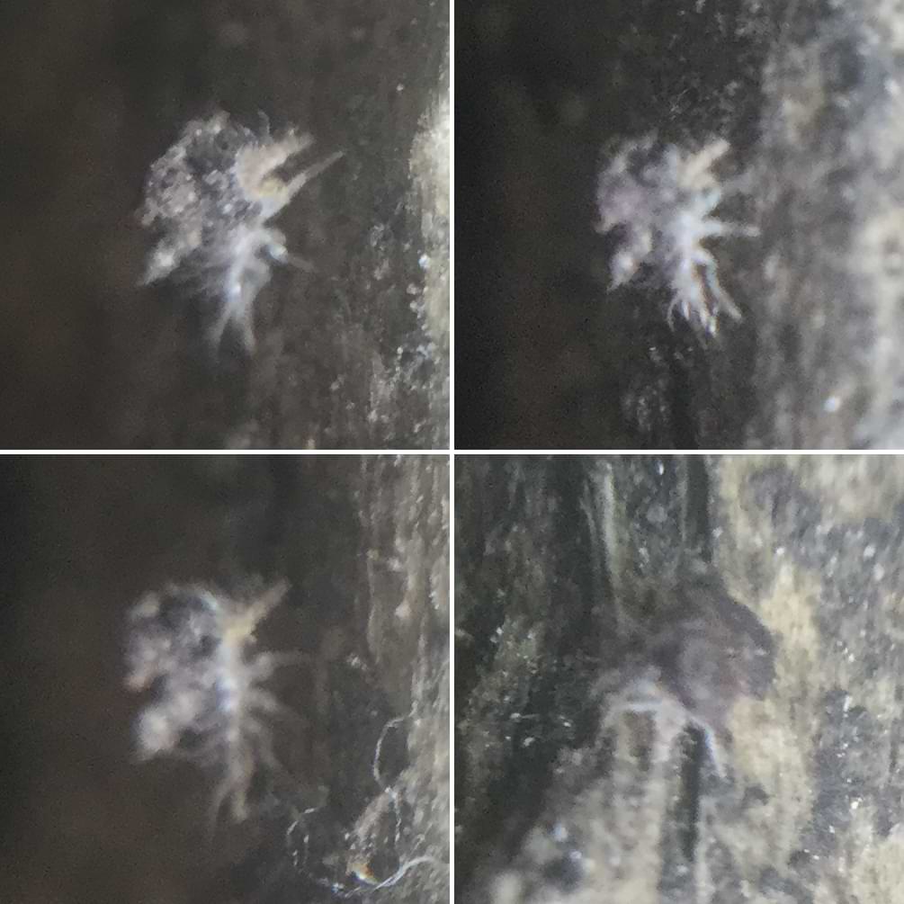 Four very unclear images of an insect. It seems to be carrying some kind of crust on its back.